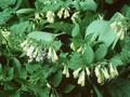 Symphytum grandiflorum Image 1