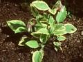 Symphytum grandiflorum Goldsmith Image 1