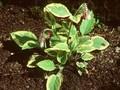 Symphytum grandiflorum Jubilee Image 1