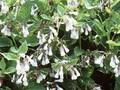 Symphytum grandiflorum Wisley Blue Image 1