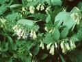 Symphytum ibericum Image 1