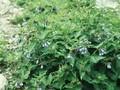 Symphytum peregrinum Image 1