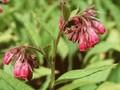 Symphytum Rubrum Image 1