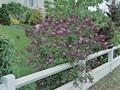 Syringa Josee Image 1