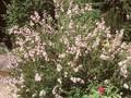 Syringa afghanica Image 1