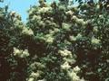 Syringa amurensis var japonica Image 1