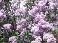 Syringa chinensis Image 1