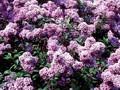 Syringa chinensis Saugeana Image 1