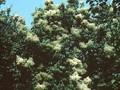 Syringa japonica Image 1