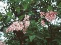 Syringa josiflexa Bellicent Image 1
