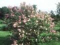 Syringa josikaea Image 1