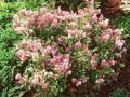 Syringa meyeri Palibin Image 1