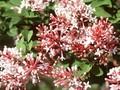 Syringa microphylla Image 1
