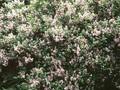 Syringa microphylla Superba Image 1