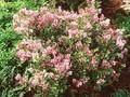 Syringa palibiniana Image 1