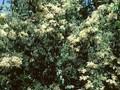 Syringa pekinensis Image 1