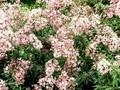 Syringa persica Image 1