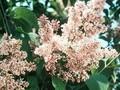 Syringa prestoniae Hiawatha Image 1