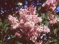 Syringa prestoniae Isabella Image 1