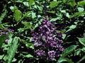 Syringa prestoniae Nocturne Image 1