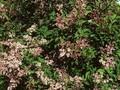 Syringa reflexa Image 1