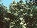 Syringa reticulata Image 1