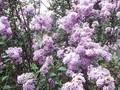 Syringa rothomagensis Image 1