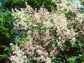 Syringa swegiflexa Image 1
