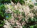 Syringa sweginzowii Image 1
