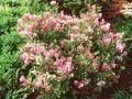 Syringa velutina Image 1