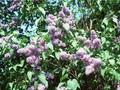 Syringa vulgaris Image 1