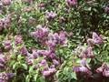 Syringa vulgaris Firmament Image 1