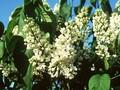Syringa vulgaris Marie Legraye Image 1
