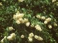 Syringa vulgaris Primrose Image 1