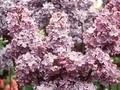 Syringa vulgaris Ruhm von Horstenstein Image 1