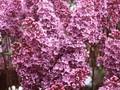 Syringa vulgaris Souvenir de Louis Spath Image 1
