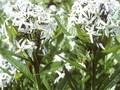 Tabernaemontana amsonia Image 1