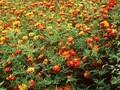 Tagetes patula Image 1