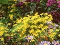 Tagetes signata Image 1