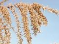 Tamarix parviflora Image 3