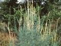 Tamarix germanica Image 1