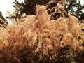 Tamarix parviflora Image 1