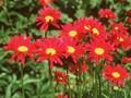 Tanacetum coccineum Image 1