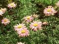 Tanacetum coccineum Eileen May Robinson Image 1