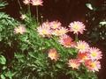 Tanacetum coccineum Laurin Image 1