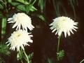 Tanacetum coccineum Mont Blanc Image 1