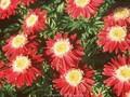 Tanacetum coccineum Pfingstgruss Image 1