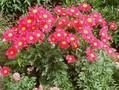 Tanacetum coccineum Regent Image 1