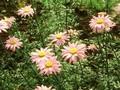 Tanacetum coccineum Robinsons Rosa Image 1