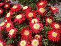 Tanacetum coccineum Roter Zwerg Image 1